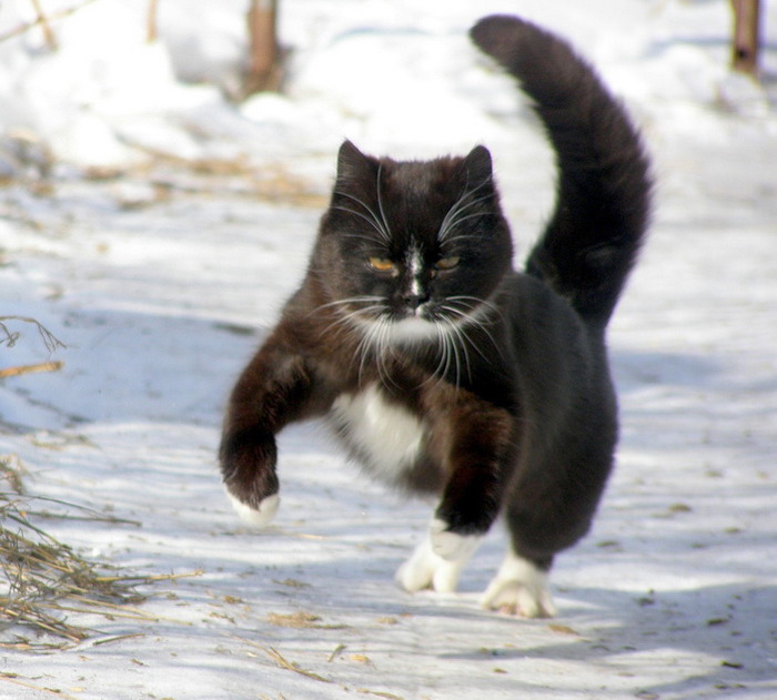 Хвост трубой. Котик хвост трубой. Кот с задранным хвостом. Кот спешит.